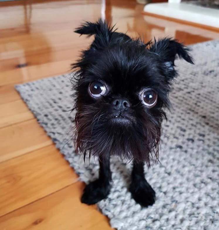 a black disheveld cute little doggie